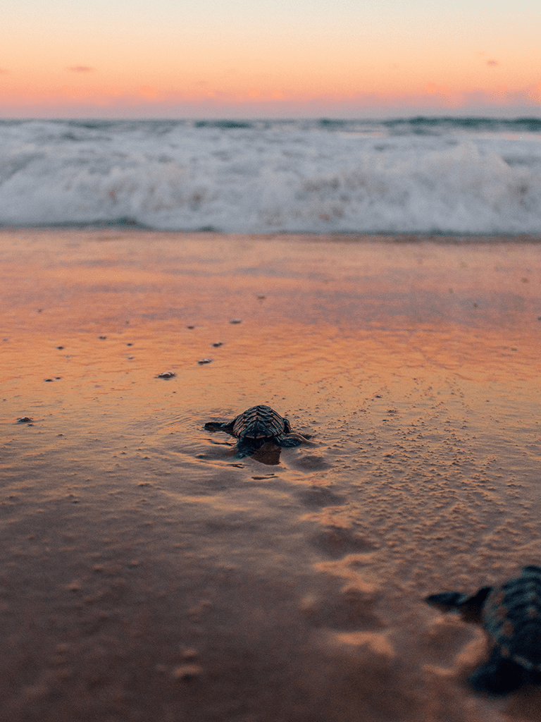 Pharmacy near Ocean Isle Beach, North Carolina, image of baby turtles hatched and running to the ocean