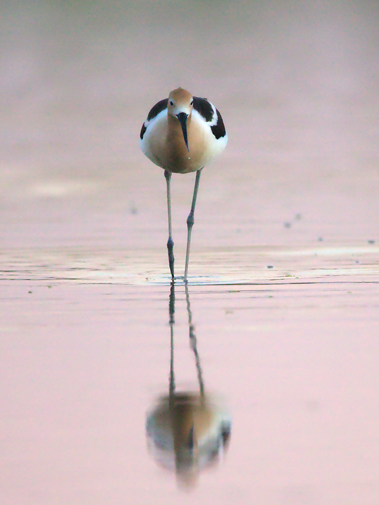 pharmacy near southport north carolina, image of a American avocet